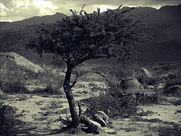 Scrub Tree (rev)